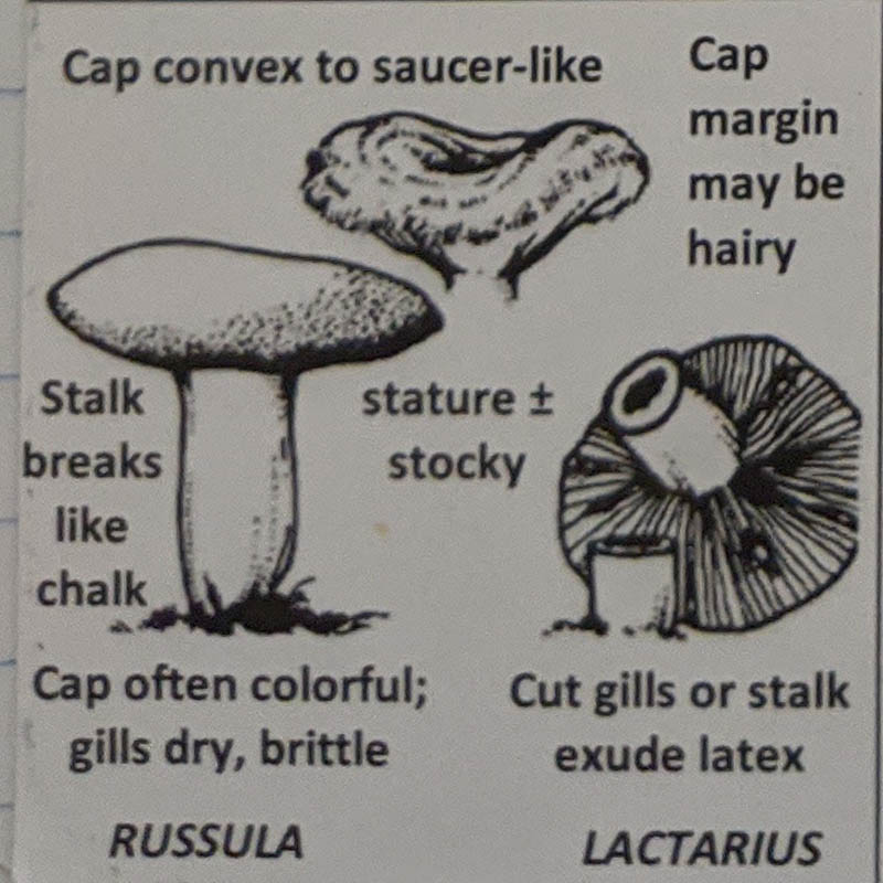 Russula / Lactarius