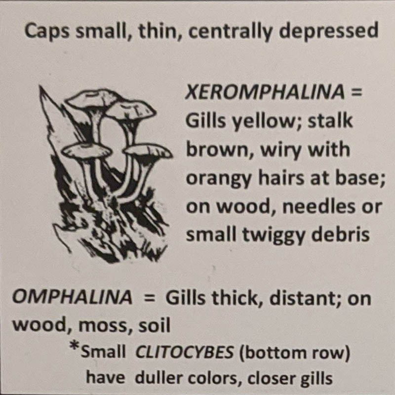Omphalina