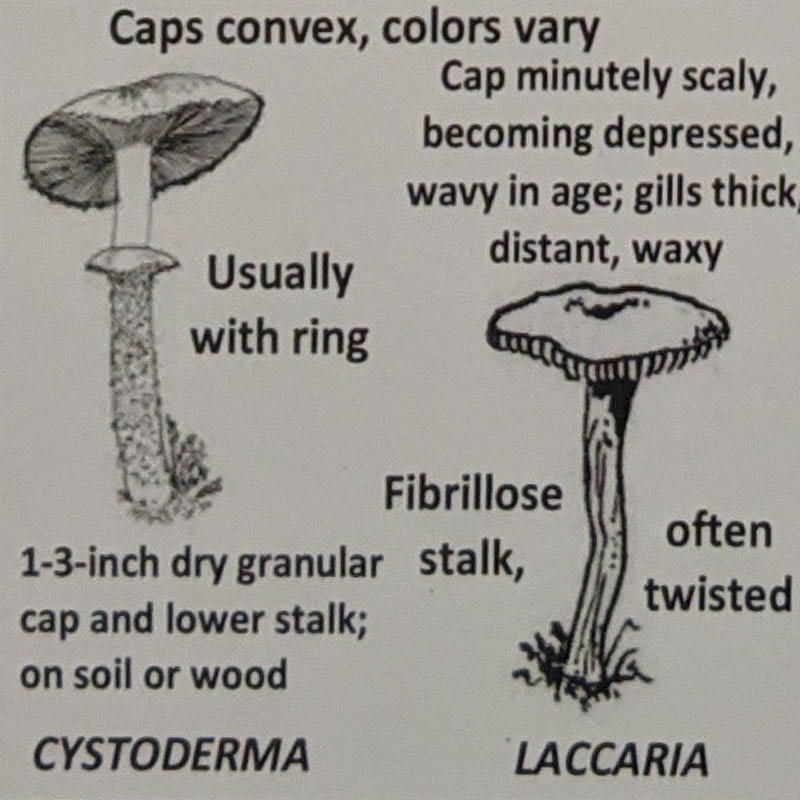 Cystoderma / Laccaria